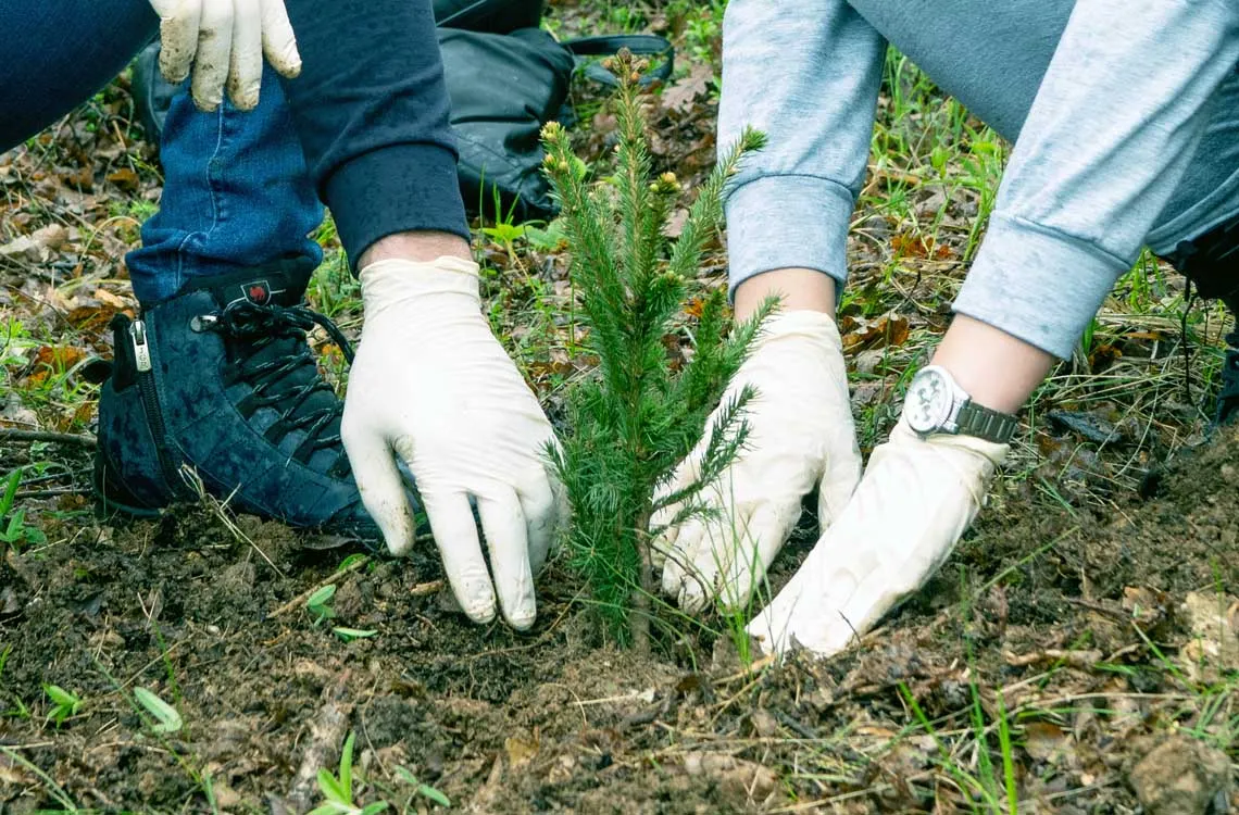 FIS proveo akciju pošumljavanja  „Zeleno srce Ambyente“
